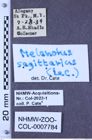 Etikette zu Melanotus sagittarius (LeConte, 1853) (NHMW-ZOO-COL-0007784)